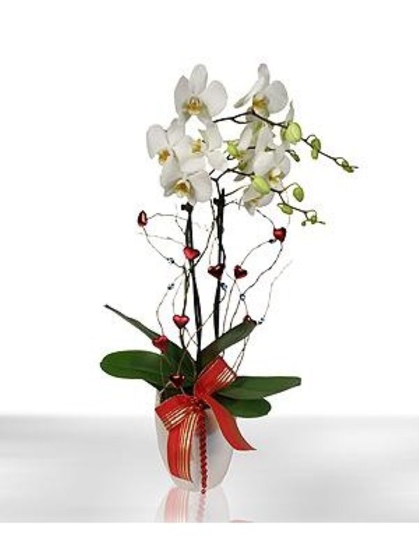 Kalplerle Süslenmiş Orkide